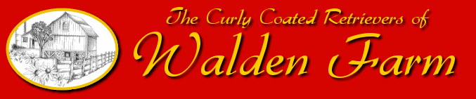 The Curly Coated Retrievers of Walden Farm