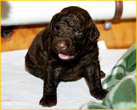 Puppies!